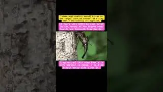 [A Bug's Life ASMR] Be captivated by the beauty of the Miyama stag beetle and Sawtooth Stag Beetle.