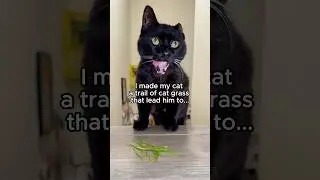 I think Uno likes his Pet Greens Valentine&rsquo;s Day present 😻 #cat #petgreens #catgrass #catnip