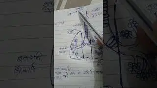 Respiratory system (स्वसन तंत्र)🤘 viral video#pharmacynotes #importantquestions #studywithme #study