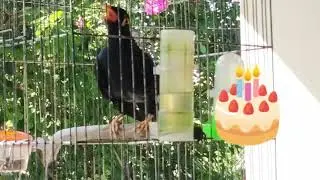Chim Nhồng h&aacute;t ch&uacute;c mừng sinh nhật Cha #birds /Cute Animal -VN 7979