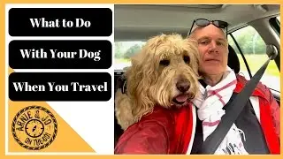 House Sitter for Your Dog