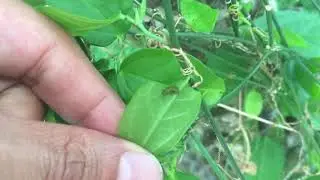 The Education Fund: Lifecycle of a Butterfly Part 1
