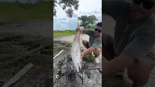 Sizzling Grill Mastery: Turning a Giant Greater Amberjack into Smoky Seafood Perfection!