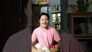 Inbreeding Dogs 🩸❌🐶 ful detail in nepali Darjeeling kennel#dog #labrador #pets #viral #viralvideo