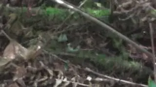Leopard Frog (a big one) fleeting glimpse