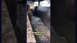 Cara memandikan sapi di peternakan australia