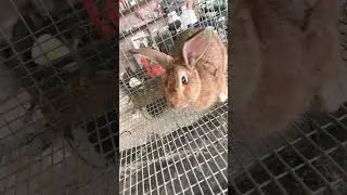 Pretty eyelashes #shorts #eyelashes #rabbit