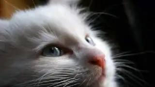 Touching Animal Moment..NOT!