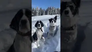 Dogs, Dogvideos, Dogclips, Dogproducts, bestdogproducts, dogowners 57