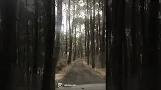 #offroads #forestdrive