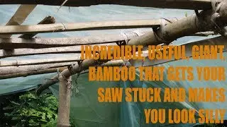 Bamboo: The King of Permaculture Plants