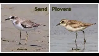 Differences between foraging methods of Greater and Lesser Sand Plovers