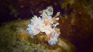 Unusual Encounters in Alor