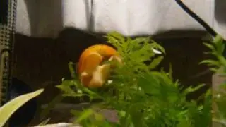 Snail moving