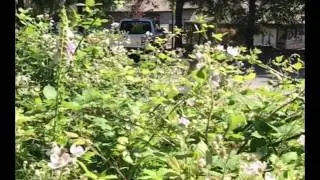Cushman Trail Hummingbird