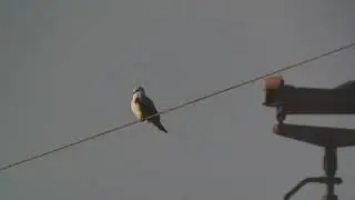 Kuhi (Elanus caeruleus) m&aacute;sodik magyarorsz&aacute;gi adata
