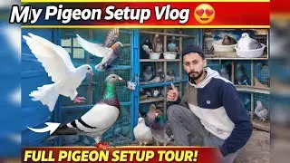 My Pigeon Setup Vlog 🕊️ | Racing, Flying & Breeder Pigeons Full Tour