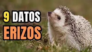 9 Datos de los Erizos  (Hedgehog) - Secretos de defensa y supervivencia