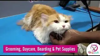 pet grooming in dubai, UAE