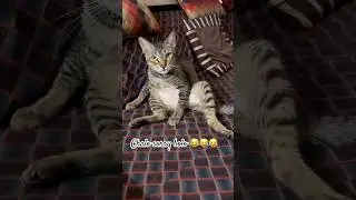 Shera ki taraf se Happy New Year 🥳 | #shorts #cat #ytshorts #funnycats #viralvideo #catlovers