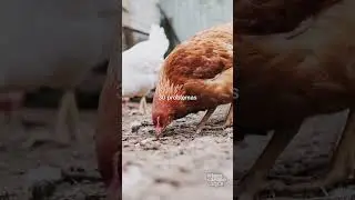 Tem Campo Aqui | Fim dos problemas