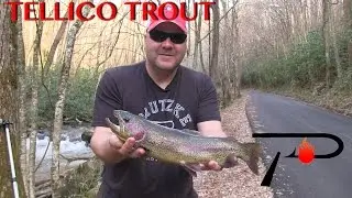 Tellico River Trout Fishing