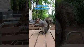 Wildlife at Center Parcs in Sherwood Forest #squirrel #centerparcs #insta360