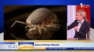 Kako prepoznati ujed stenice