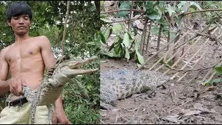 Primitive Technology , Making traditional trap skills for catching Crocodile in the river for food