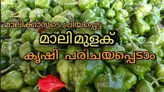 മാലി മുളക് കൃഷി