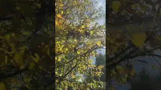 PACIFIER TREE - Natur- und Tierpark Goldau 🇨🇭🇨🇭🇨🇭