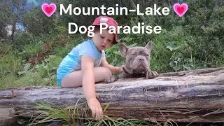🏔️ Dog&rsquo;s Paradise 🐾 with CharmantBullys