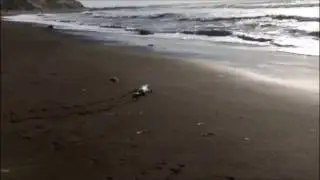 Harbor seal pup Puma on the beach alone