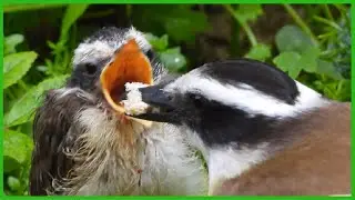 BENTEVEO alimentando a su cr&iacute;a