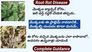 How to identify Root Rot Disease/how to save Dead plants/ఈ రోగం వచ్చినా మొక్కలకు ఇలా చేస్తే చాలు.