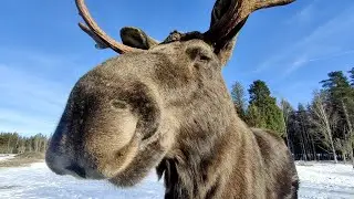 Moose ASMR, Moose eating 🌟