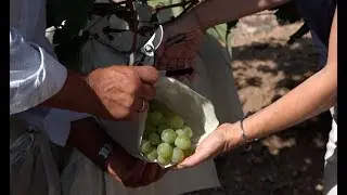 Primer corte de uva embolsada Vinalop&oacute;  2018