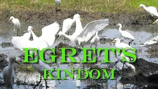 Egrets kindom in cultivating paddy fields in debarawewa