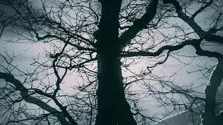 Noche musical relajante - Sue&ntilde;o a la luz de la luna