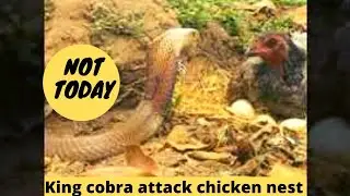 king Cobra Snake attack a chicken nest but was suprise by the Hen defence to protect her eggs&babies