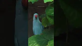 Rose Ring Parakeet Peeking #parrot #parakeet #rosering #nature #bird #wildlife #greenbird HA86600
