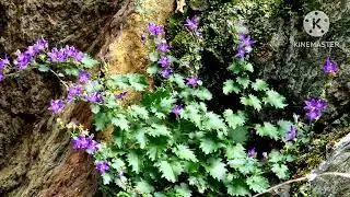 Campanula Selvatica