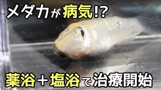 めだかの病気の治療！薬浴と塩浴で効果アップさせ完治させる【メダカ】