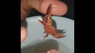 crab bites