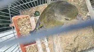 تغريد غناء  فرخ طائر الخضري داخل القفص