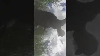 Fishing catching mudpike