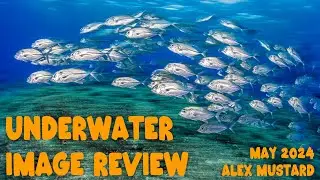 Underwater Image Review with Alex Mustard. May 2024. Part 2