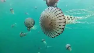 Compass Jellyfish