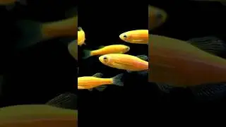 ☺️🤩yellow zebra danio fish 🐟🐠 | 😀zebra fish 🐟🐟|#new #youtube #viral #fish #shortvideo #shorts #short
