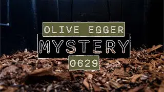 0629 // MYSTERY // DAILY OLIVE EGGER CHICK GROWTH